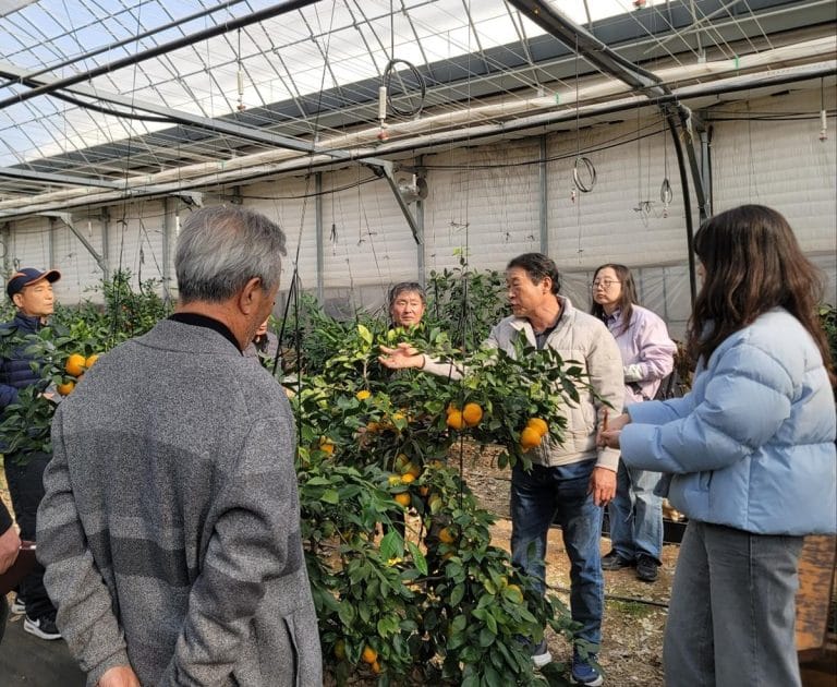 광주시, 감귤 농가 7곳 찾아 ‘겨울전정’ 맞춤 컨설팅