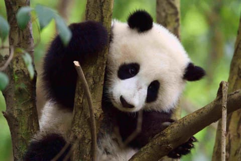 WWF, 3월 16일 ‘판다의 날’ 맞아 ‘멸종 위기에서 회복 중인 판다, 여전히 남은 과제’ 발표
